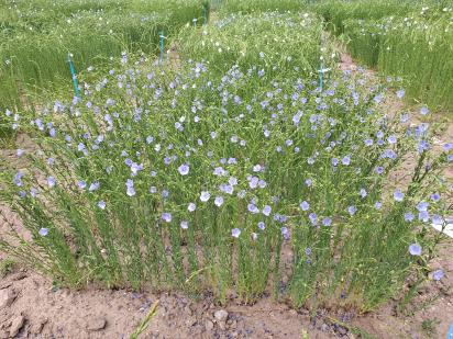 Click for 1 image(s) for this accession.